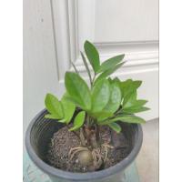 ราคา ต้นกวักมรกตเรียกทรัพย์ (22636839610)