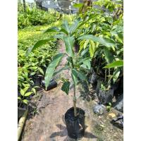 ราคา ต้นมะม่วงเบาใต้แบบเสียบยอดพร้อมปลูก ขาย 2 ต้น 199 บาท (42514408267)