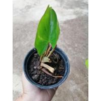 ราคา ว่านเสน่ห์จันทร์ดำ ป้องกันคุณไสย มนต์ดำว่านเสน่ห์จันทร์ดำ (8779505905)