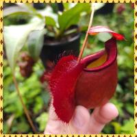 ราคา ต้นหม้อข้าวหม้อแกงลิง ต้นไม้กินแมลง (24489074364)