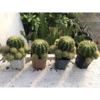 ราคา แคคตัส ดาวล้อมเดือน กระบองเพชรแถมกระถาง (10937031958)