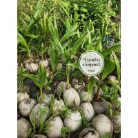 ราคา ต้นกล้ามะพร้าวแกงชุมพร2 1ชุด5ต้น (25335221017)