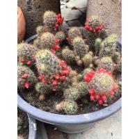 ราคา กระบองเพชร แมมเม็ดพริก ดอกสีครีมอมเขียวสวยมาก (8189660751)