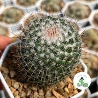ราคา A Little cactus| แคคตัส กระบองเพชร แมมมิลลาเรีย (23968711397)
