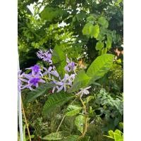 ราคา ต้นพวงคราม พวงครามออสเตรเลีย ไม้เลื้อยดอกสึม่วงคราม สูง 50 เซนติเมตรขึ้นไป (24711954409)