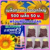ราคา 500 เมล็ด เมล็ดดอกทานตะวันดอกใหญ่ เมล็ดดอกทานตะวันเมล็ดพันธุ์ เมล็ดทานตะวันชมดอก เมล็ดดอกทานตะวันต้นไม้และเมล็ดพันธุ์ (5831677140)