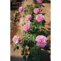 ราคา กุหลาบเลื้อยบิชอปดอกหอมมาก กลิ่นหอมละมุน (3323517991)