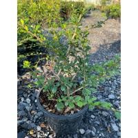 ราคา ต้นชาดัด/ชาฮกเกี๋ยน กระถาง5-6" ต้นแข็งแรง รากเดินดี (3026608812)