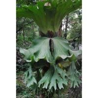 ราคา เฟิร์น​ชายผ้าสีดา​ หรือห่อข้าวสีดา​ (5502218600)