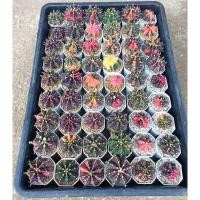 ราคา ยิมโนด่าง ไม้เมล็ด ยิมโนด่างราคาถูก (16293244565)