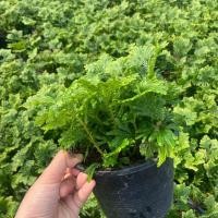 ราคา ต้นเฟิร์นกนกนารี กระถางใหญ่ 6 นิ้ว(ต้นไม้ส่งทั้งกระถาง) (18182237792)