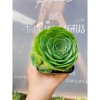ราคา ☘️ Succulent Echeveria Greenovia กุหลาบหิน กุหลาบหินนำเข้า กุหลาบเกาหลี กรีนโนเวียร์ (7687833596)