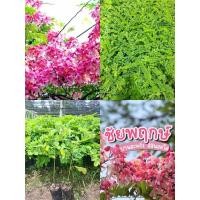 ราคา ต้นกล้าชัยพฤกษ์ต้นไม้มงคล เพาะเมล็ดในถุงดำต้นสวยๆพร้อมปลูก (41655379764)