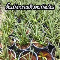 ราคา ต้นลิ้นมังกรเพลิงสะบัด(เงิน) ต้นลิ้นมังกร ลิ้นมังกรแคะ ไม้ฟอกอากาศ ปลูกในบ้านได้ (ต้นพร้อมกระถาง 6" นิ้ว) (26440424799)