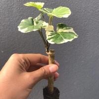 ราคา เล็บครุฑกระจก เล็บครุฑด่างใบกลม ไม้ประดับ ไม้มงคล ต้นไม้ (3813741397)