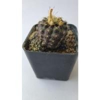 ราคา เฟเรียแคคตัสไม้เมล็ด (8887552675)