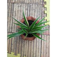 ราคา เศรษฐี​เรือน​นอก​ ไม้ฟอกอากาศ​ (3174072564)