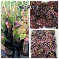 ราคา ต้นองุ่น พันธุ์ ไข่ปลา แดงเล็ก ไร้เมล็ด หวาน กรอบ อร่อย กลิ่นหอม แบบต้นตอติดตาพร้อมปลูก (15942083047)