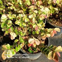 ราคา ต้นมะกา ใบด่าง#สมุนไพร (22379765022)