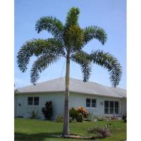 ราคา ซื้อ 2แถม 1ปาล์มหางกระรอก ฟ็อกเทลปาล์ม สูง 40cm (27140150804)