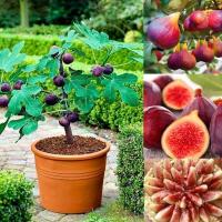 ราคา Fig Seeds for Planting 600 เมล็ด เมล็ดมะเดื่อฝรั่ง Figs สายพันธุ์ ของแท้ 100% มะเดื่อฝรั่ง หรือ ลูกฟิก (42567111426)