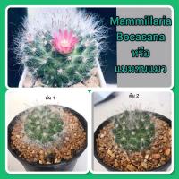 ราคา แคคตัส แมมขนแมว Mammillaria Bocasana (8216172196)