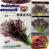 ราคา 400+ เมล็ด เมล็ดมัสตาร์ดมิซูน่าใบแดง (ปลูกง่าย ใบหยักสีแดงอมม่วง ทุกตัวจะมีรสชาติแบบผักเขียวน้อยบ้านเรา(ผักกาดฮีน:อิสาน) (42602466870)