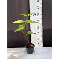 ราคา มะเดื่อฝรั่ง Fig พันธุ์ Ponte Tresa (25286856147)