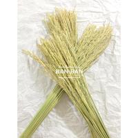 ราคา รวงข้าวธรรมชาติ จริงตากแห้ง (18444740287)