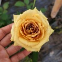 ราคา Golden mustard เป็นกุหลาบพุ่ม ดอกสีเหลืองทองมัสตาร์ด กลีบดอกแน่น บานทน (24603443367)