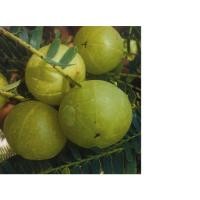 ราคา ต้นพันธุ์มะขามป้อมยักษ์ มีรสเปรี้ยวและอุดมไปด้วยวิตามินซี ในมะขามป้อมมีวิตามินซีมากว่าส้ม ถุงดำละ 79 บาท (25163166654)