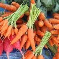 ราคา เมล็ดพันธุ์ เบบี้แครอท ผักสวนครัว 150 เมล็ด [10 แถม 1 คละได้] (23460261330)