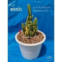 ราคา คอนโดนางฟ้าด่าง​ 1​ ต้น​ ตรงปก​ ภาพ18/3/65​ -​ S1 Cactus​ แคคตัส กระบองเพชร​ ไม้อวบน้ำ คอนโดนางฟ้า​ ประสาทนางฟ้า​ ไม้ลำ (16726571210)