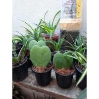 ราคา ต้นโฮย่า ใบหัวใจ (8733325643)