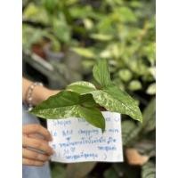 ราคา เงินไหลมาด่างขาว เงินไหลมา ต้นเงินไหลมาด่างขาว Syngonium albo variegated (10241786629)