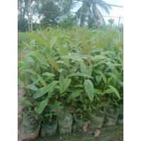 ราคา ต้นกล้ายูคาลิปตัสพันธุ์ออสเตรเลีย ชุดละ 10 ต้น 25 บาท เก็บเงินปลายทาง (41167056897)