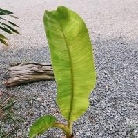 ราคา กล้วยน้ำว้าด่างน้อย กล้วยด่าง (9264474635)