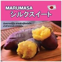 ราคา มันหวานญี่ปุ่นสายพันธุ์ซิลค์สวีท MARUMASA Size M นำเข้าจากญี่ปุ่น 100% (5 กก.) (12249014251)