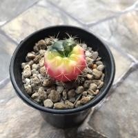 ราคา แคคตัส ยิมโนแดมซิไอด่าง (แม่ลูกดกด่าง) (2972480093)