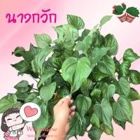 ราคา ว่านนางกวัก ต้นนางกวัก ว่านนางกวักใบโพธิ์ ไม้มงคล ต้นใหญ่ สวย แข็งแรง (12341787402)