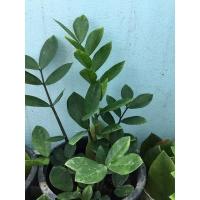 ราคา กวักมรกต ต้นกวักมรกต (5642631770)