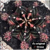 ราคา หน่อเด็ดสด Orose ยิมโนด่าง แคคตัส ยิมโน (12013403909)