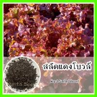 ราคา เมล็ดพันธุ์ รหัส 171 เมล็ดพันธุ์ OP แท้ สลัดแดงโบวล์ - Red Salad Bowl ผักสลัด ผักสวนครัว เมล็ดพันธุ์ผัก (13875079448)