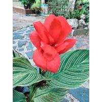 ราคา พุทธรักษาใบลาย 7สีให้เลือก1หน่อ(ต้นอ่อนหรือตัดใบล้างราก).ไม้มงคล พุทธรักษาใบด่าง หน่อ เหง้า พุทธรักษาเตี้ย พุทธรักษา (14587319915)