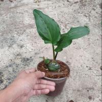 ราคา รวยล้นฟ้า/รวยล้นฟ้าด่าง ขนาดกระถาว 3 นิ้ว (27872481151)