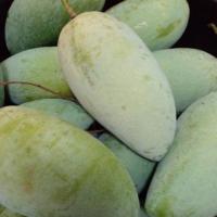 ราคา ต้นมะม่วง พันธุ์ น้ำดอกไม้มัน (Nam Dok Mai Man) ทาบกิ่ง จัดส่งพร้อมถุงชำ 6 นิ้ว ลำต้นสูง 70-80 ซม (6993041077)