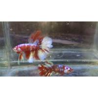 ราคา อืม เชิดสิงโต******* (40524732206)