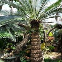 ราคา 1 หน่อ ปรงชะเมา (Cycas chamaoensis) หายากมาก หัวสวย (9678544317)