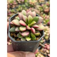ราคา ต้นลูกชุบ ไม้อวบน้ำ กุหลาบหิน(Anacampseros rufescens) ขนาดกระถาง 2 นิ้ว (26835955277)
