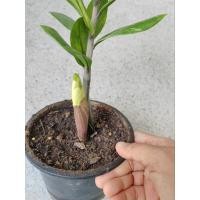 ราคา กวัก​ด่าง​ กวัก​มรกต​ด่าง(​ต้นตามภาพ)​ (28683649767)